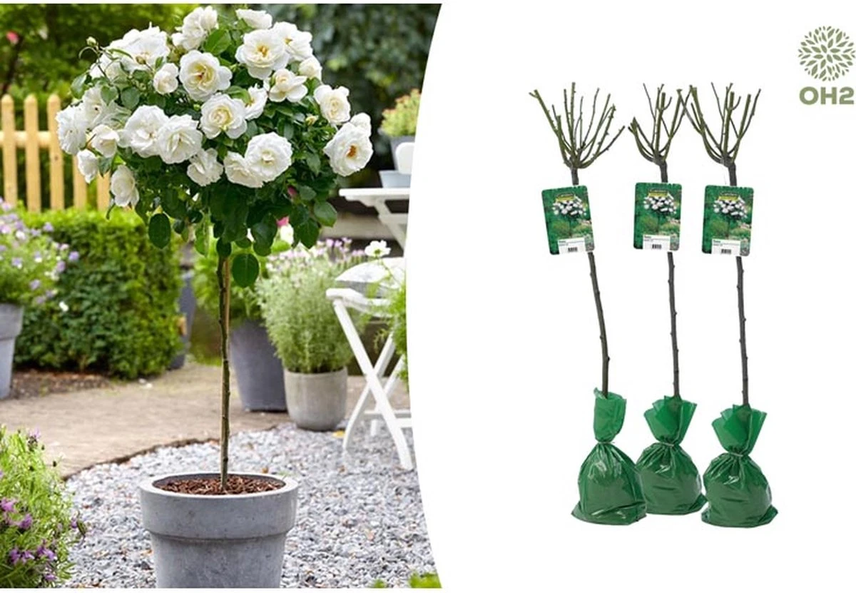 Stamrozen 3x XXL - Buitenplant - Grootbloemig - OH2 - Winterhard - Heerlijke Geur - Wit- Stamrozen 120-140 Cm 3 Stamrozen 3x XXL - Buitenplant - Grootbloemig - OH2 - Winterhard - Heerlijke Geur - Wit- Stamrozen 120-140 Cm