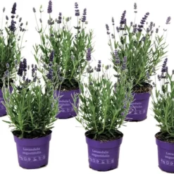 Plant In A Box - Lavandula Angustifolia - Set Van 6 - Winterharde Lavendel Struikjes - Pot 10.5cm - Hoogte 10-15cm -Goedkope Groene Liefde Winkel 1200x855