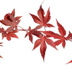 Acer Palmatum ‘Atropurpureum’, Rode Japanse Esdoorn - Hoogte 60cm - 3 Liter Pot -Goedkope Groene Liefde Winkel 1200x870