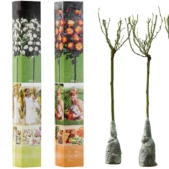 OH2 - Mini Patio Stamrozen - Kleurrijke Grootbloemige Rozen - 55-70 Cm - Meer Kleurig