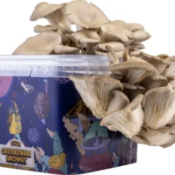 Oesterzwam Growkit - Zelf Paddestoelen Kweken Op Koffiedik - Paddenstoelen Kweekset -Goedkope Groene Liefde Winkel 1200x884 1