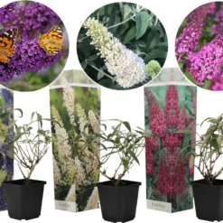 Plant In A Box - Mix Van 3 Vlinderstruiken - Buddleja Davidii 'Nanho Blue', 'Pink Delight', 'White Profusion' - Pot 9cm - Hoogte 25-40cm