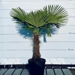 Sunnytree - Palmboom - Trachycarpus Fortunei - Winterharde Palmboom Voor Buiten - Hoogte: 160 Cm -Goedkope Groene Liefde Winkel 1200x899 15