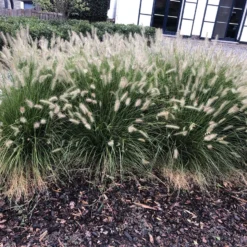 6x Pennisetum Hameln Lampenpoetsersgras In 9x9cm Pot -Goedkope Groene Liefde Winkel 1200x899 17