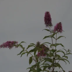 Buddleja 'Pink Delight' Vlinderstruik - 60 Cm - 2 Liter Pot -Goedkope Groene Liefde Winkel 1200x899 18