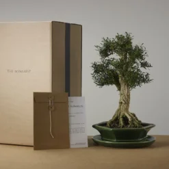 Bonsai Of Yugen - Authentieke Bonsai - 5 Jaar Oud - Inclusief Pot & Schaal Van Japans Keramiek - Soort: Ficus Retusa - The Bonsaïst -Goedkope Groene Liefde Winkel 1200x899 19