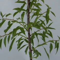 Prunus Dulcis 'Texas', Amandelboom, 5 Liter Pot -Goedkope Groene Liefde Winkel 1200x899 21