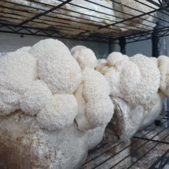 ToshiFarm Fruiting Block Voor Lion's Mane (2kg) - Lion's Mane Kweekset - Pruikzwam Kweekset - Kweekset Pom Pom Blanc - Lion's Mane Kweken -Goedkope Groene Liefde Winkel 1200x899 4