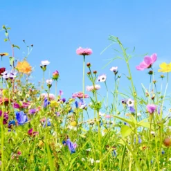 Tuin De Bruijn® Zaden - Tübinger Bloemenmengsel - Aantrekkelijk Voor Bijen En Vlinders -Goedkope Groene Liefde Winkel 1200x900 11
