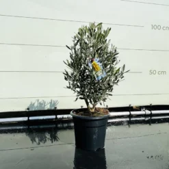 Tropictrees - Olijfboom - Olea Europea - Olijfstruik - Winterhard - Pot ⌀ 20cm - Hoogte 70-80cm -Goedkope Groene Liefde Winkel 1200x900 14