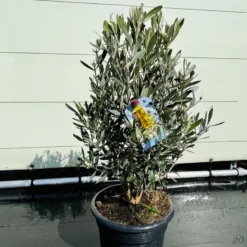 Tropictrees - Olijfboom - Olea Europea - Olijfstruik - Winterhard - Pot ⌀ 20cm - Hoogte 70-80cm -Goedkope Groene Liefde Winkel 1200x900 15