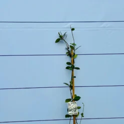 Toscaanse Jasmijn - Klimplant - Buitenplant - Winterhard - Trachelospermum Jasminoides 160 Cm -Goedkope Groene Liefde Winkel 1200x900 17