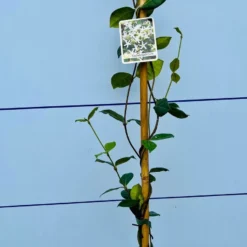 Toscaanse Jasmijn - Klimplant - Buitenplant - Winterhard - Trachelospermum Jasminoides 160 Cm -Goedkope Groene Liefde Winkel 1200x900 18