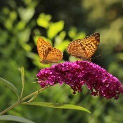 WL Plants - Mix Van 3 - Buddleja Davidii - 'Pink Delight' - 'Nanho Blue' - 'White Profusion' - Roze, Wit En Blauw - Vlinderstruik - Winterhard - Tuinplanten - ± 25cm Hoog - 9cm Diameter - In Kweekpot 10 WL Plants - Mix Van 3 - Buddleja Davidii - 'Pink Delight' - 'Nanho Blue' - 'White Profusion' - Roze, Wit En Blauw - Vlinderstruik - Winterhard - Tuinplanten - ± 25cm Hoog - 9cm Diameter - In Kweekpot -Goedkope Groene Liefde Winkel 1200x900 19