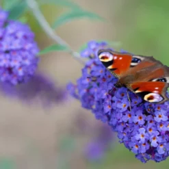 WL Plants - Mix Van 3 - Buddleja Davidii - 'Pink Delight' - 'Nanho Blue' - 'White Profusion' - Roze, Wit En Blauw - Vlinderstruik - Winterhard - Tuinplanten - ± 25cm Hoog - 9cm Diameter - In Kweekpot 11 WL Plants - Mix Van 3 - Buddleja Davidii - 'Pink Delight' - 'Nanho Blue' - 'White Profusion' - Roze, Wit En Blauw - Vlinderstruik - Winterhard - Tuinplanten - ± 25cm Hoog - 9cm Diameter - In Kweekpot -Goedkope Groene Liefde Winkel 1200x900 20