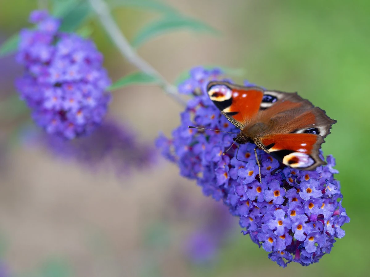 WL Plants - Mix Van 3 - Buddleja Davidii - 'Pink Delight' - 'Nanho Blue' - 'White Profusion' - Roze, Wit En Blauw - Vlinderstruik - Winterhard - Tuinplanten - ± 25cm Hoog - 9cm Diameter - In Kweekpot 6 WL Plants - Mix Van 3 - Buddleja Davidii - 'Pink Delight' - 'Nanho Blue' - 'White Profusion' - Roze, Wit En Blauw - Vlinderstruik - Winterhard - Tuinplanten - ± 25cm Hoog - 9cm Diameter - In Kweekpot - Afbeelding 4