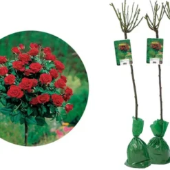 Stamrozen ROOD XXL X 3 - Winterharde Roos - Buitenplant - 120-140 Cm 7 Stamrozen ROOD XXL X 3 - Winterharde Roos - Buitenplant - 120-140 Cm -Goedkope Groene Liefde Winkel 1200x904
