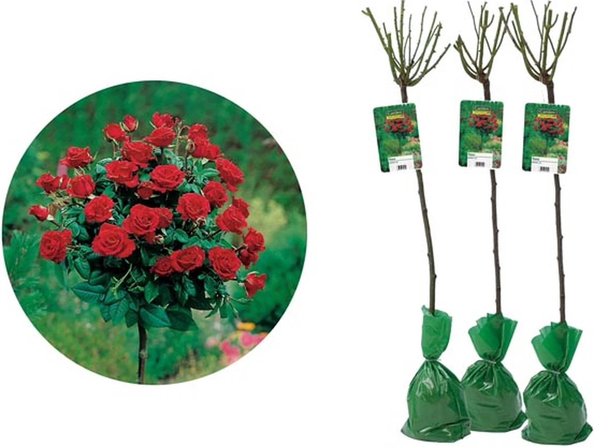 Stamrozen ROOD XXL X 3 - Winterharde Roos - Buitenplant - 120-140 Cm 5 Stamrozen ROOD XXL X 3 - Winterharde Roos - Buitenplant - 120-140 Cm - Afbeelding 3