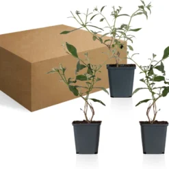 WL Plants - Mix Van 3 - Buddleja Davidii - 'Pink Delight' - 'Nanho Blue' - 'White Profusion' - Roze, Wit En Blauw - Vlinderstruik - Winterhard - Tuinplanten - ± 25cm Hoog - 9cm Diameter - In Kweekpot 12 WL Plants - Mix Van 3 - Buddleja Davidii - 'Pink Delight' - 'Nanho Blue' - 'White Profusion' - Roze, Wit En Blauw - Vlinderstruik - Winterhard - Tuinplanten - ± 25cm Hoog - 9cm Diameter - In Kweekpot -Goedkope Groene Liefde Winkel 1200x913