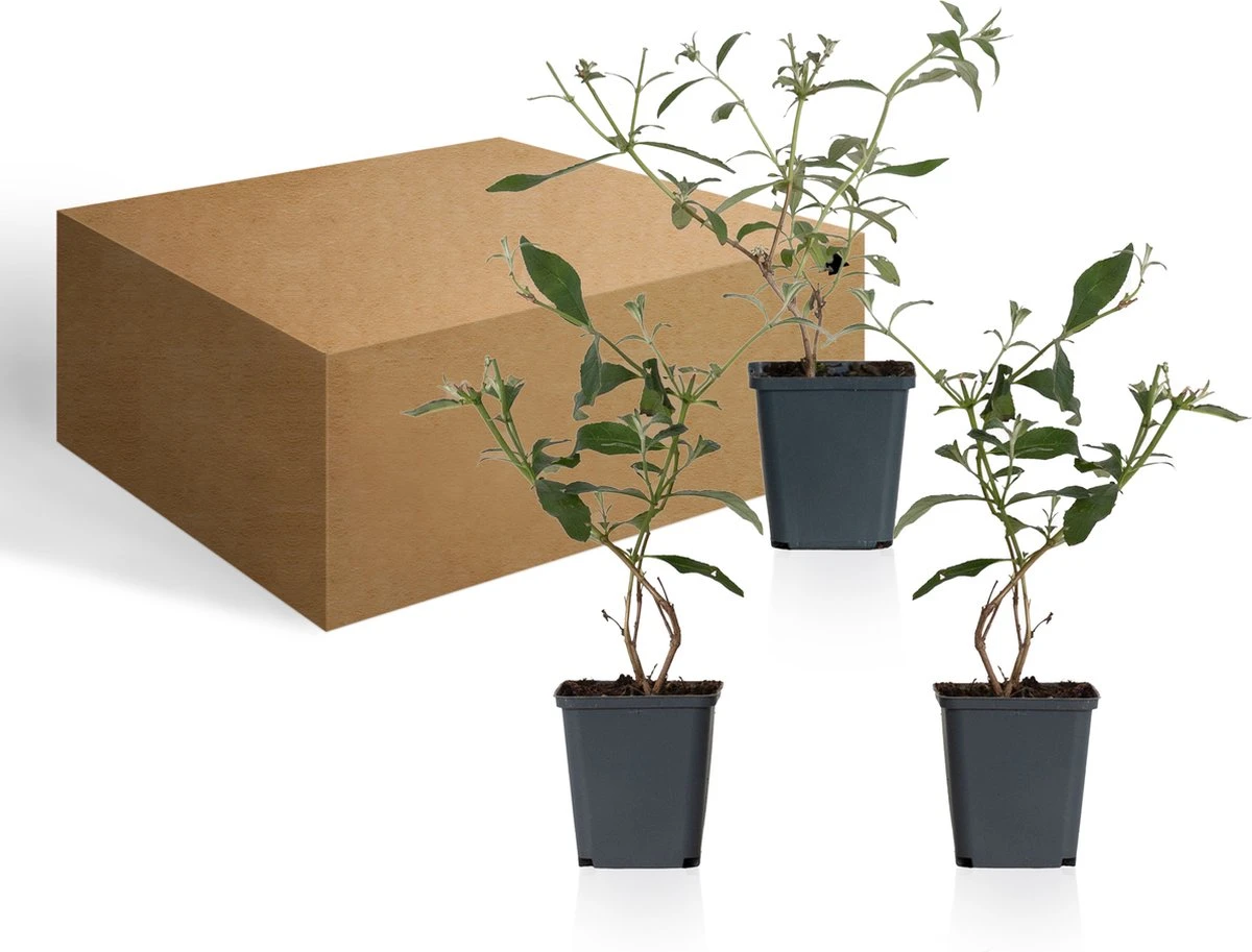 WL Plants - Mix Van 3 - Buddleja Davidii - 'Pink Delight' - 'Nanho Blue' - 'White Profusion' - Roze, Wit En Blauw - Vlinderstruik - Winterhard - Tuinplanten - ± 25cm Hoog - 9cm Diameter - In Kweekpot 7 WL Plants - Mix Van 3 - Buddleja Davidii - 'Pink Delight' - 'Nanho Blue' - 'White Profusion' - Roze, Wit En Blauw - Vlinderstruik - Winterhard - Tuinplanten - ± 25cm Hoog - 9cm Diameter - In Kweekpot - Afbeelding 5