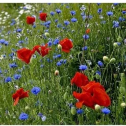 Veldbloemen Old Dutch Meerjarig 5 Gram