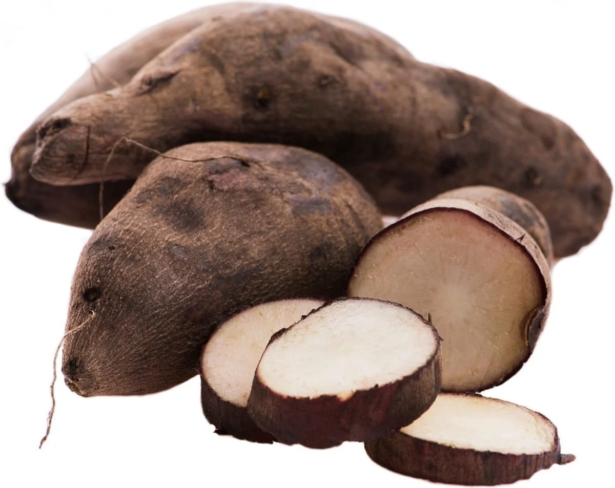 Yacon Broedknollen 3 Stuks 4 Yacon Broedknollen 3 Stuks - Afbeelding 2