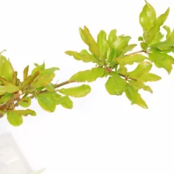 Punica Granatum 'Acco', Granaatappel, 2 Liter Pot 8 Punica Granatum 'Acco', Granaatappel, 2 Liter Pot -Goedkope Groene Liefde Winkel 1200x961