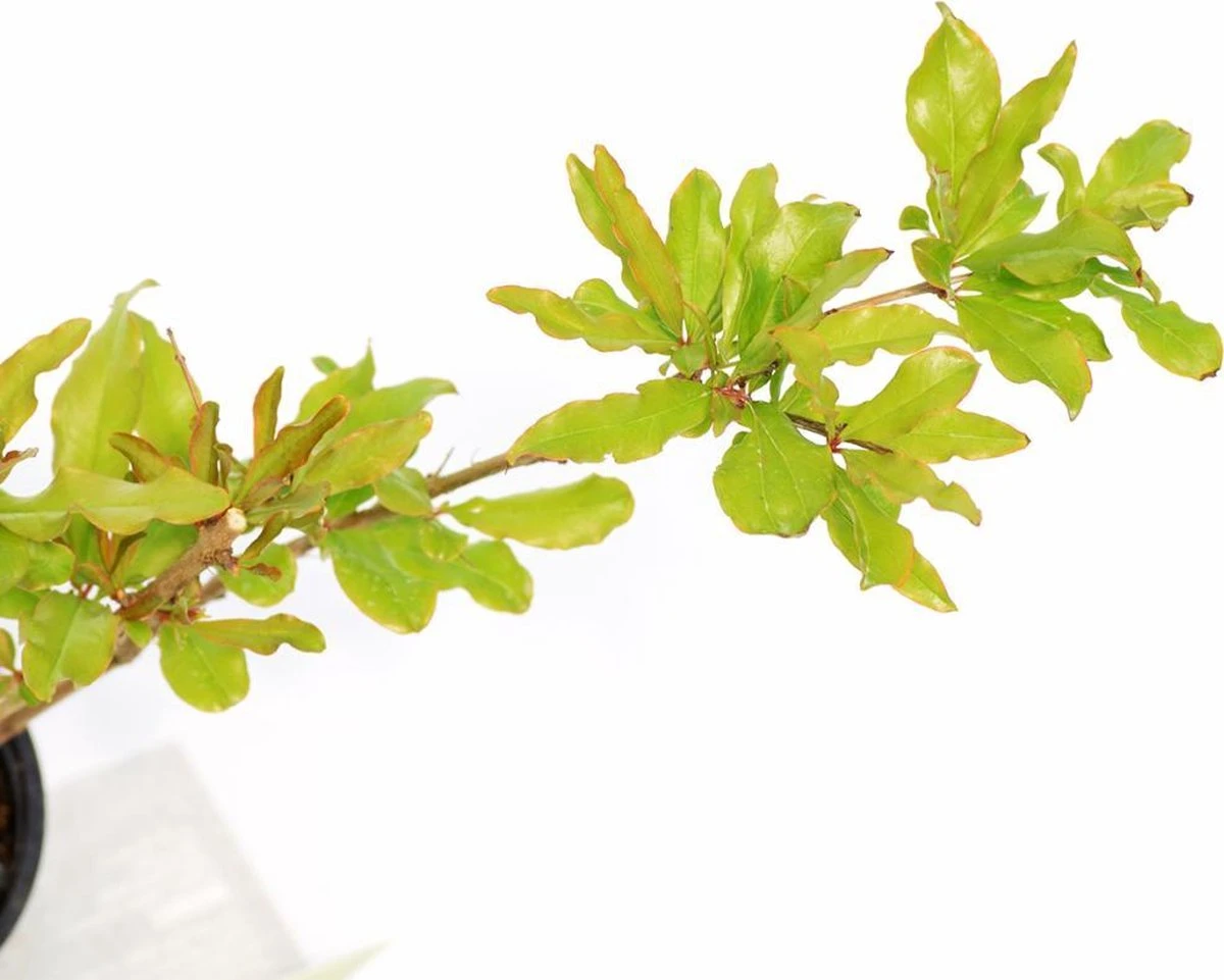 Punica Granatum 'Acco', Granaatappel, 2 Liter Pot 5 Punica Granatum 'Acco', Granaatappel, 2 Liter Pot - Afbeelding 3