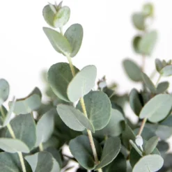 Eucalyptus Gunnii - Gomboom - Heester - Groenblijvend - ⌀14 Cm - 25-35 Cm 9 Eucalyptus Gunnii - Gomboom - Heester - Groenblijvend - ⌀14 Cm - 25-35 Cm -Goedkope Groene Liefde Winkel 1200x970