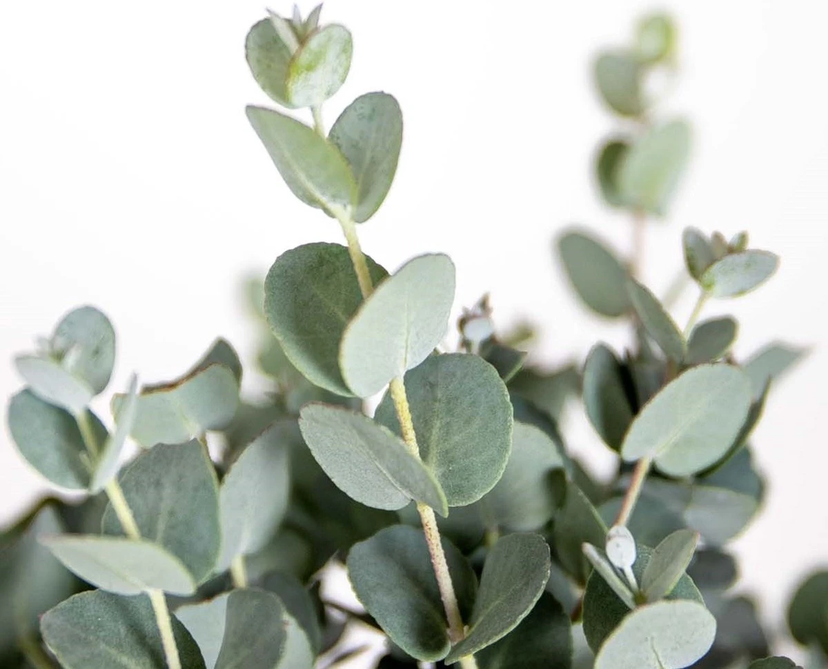 Eucalyptus Gunnii - Gomboom - Heester - Groenblijvend - ⌀14 Cm - 25-35 Cm 6 Eucalyptus Gunnii - Gomboom - Heester - Groenblijvend - ⌀14 Cm - 25-35 Cm - Afbeelding 4