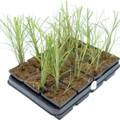 GP 12 X Prachtriet Gracillimus - Winterhard Siergras - Miscanthus Sinensis 'Gracillimus' In 9x9cm Pot Met Hoogte 5-10cm -Goedkope Groene Liefde Winkel 1200x975