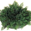 Homeco Roos Van Jericho - Plant - Groen -Goedkope Groene Liefde Winkel 1200x993