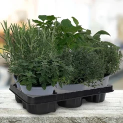 Mix Van 6 Italiaanse Kruidenplanten / The Herbs Family -Goedkope Groene Liefde Winkel 1200x999