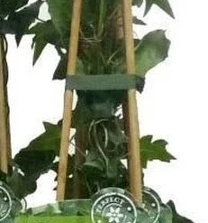 6 X Hedera Helix -Klimop 60-80cm In Pot -Goedkope Groene Liefde Winkel 231x1200