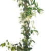 Toscaanse Jasmijn - Klimplant - Buitenplant - Winterhard - Trachelospermum Jasminoides 160 Cm -Goedkope Groene Liefde Winkel 323x1200