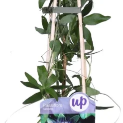 Passiflora Caerulea - Blauwe Passiebloem 50-60 Cm Pot -Goedkope Groene Liefde Winkel 361x1200