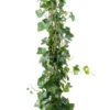 20 Stuks Hedera Hibernica Klimop 175-200 -Goedkope Groene Liefde Winkel 401x1200