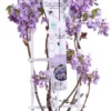 Wisteria 'Blue Waterfall' - ↨75cm - Ø23 -Goedkope Groene Liefde Winkel 441x1200
