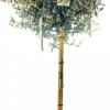 Sunnytree - Olijfboom Op Stam - Boom - Winterhard - Groenblijvend - Bol Op Stam - 160cm Hoog 1 Sunnytree - Olijfboom Op Stam - Boom - Winterhard - Groenblijvend - Bol Op Stam - 160cm Hoog -Goedkope Groene Liefde Winkel 489x1200