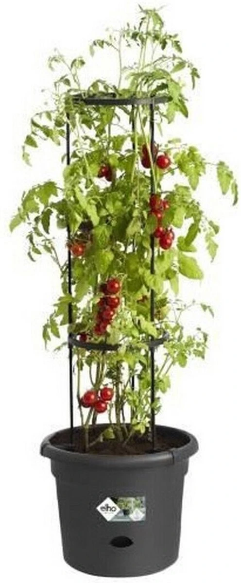 Elho Green Basics Tomaten Pot 33 - Bloempot Voor Buitenkweken En Oogsten - Ø 33.5 X H 26.0 Cm - Zwart/Living Black 14 Elho Green Basics Tomaten Pot 33 - Bloempot Voor Buitenkweken En Oogsten - Ø 33.5 X H 26.0 Cm - Zwart/Living Black - Afbeelding 12