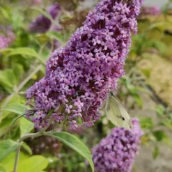 Buddleja 'Pink Delight' Vlinderstruik - 60 Cm - 2 Liter Pot -Goedkope Groene Liefde Winkel 540x1200 10