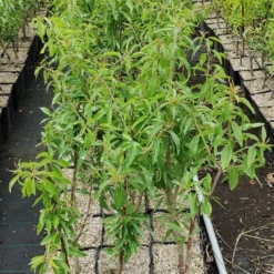 Prunus Dulcis 'Texas', Amandelboom, 5 Liter Pot -Goedkope Groene Liefde Winkel 540x1200 11