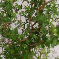 Sophora 'Little Baby' Honingboom- Zigzagstruik - Hoogte 60cm - 2 Liter Pot -Goedkope Groene Liefde Winkel 540x1200 14