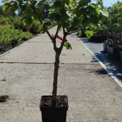 Prunus Armeniaca - Mini-abrikoos - Dwerg Abrikozenboom - 5 Liter Pot -70cm -Goedkope Groene Liefde Winkel 540x1200 2