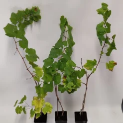 Set Van 3 Druivenplanten - Rode, Blauwe En Witte Druif - Hoogte 70cm - Vitis Vinifera 8 Set Van 3 Druivenplanten - Rode, Blauwe En Witte Druif - Hoogte 70cm - Vitis Vinifera -Goedkope Groene Liefde Winkel 540x1200