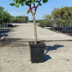 Prunus Armeniaca - Mini-abrikoos - Dwerg Abrikozenboom - 5 Liter Pot -70cm -Goedkope Groene Liefde Winkel 540x1200 4
