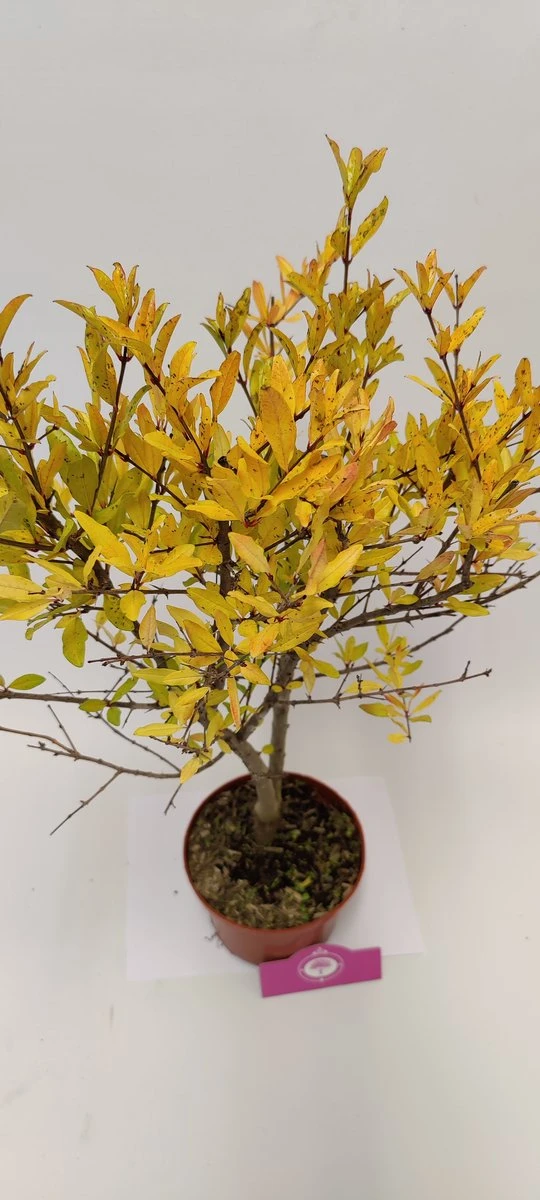 Punica Granatum 'Acco', Granaatappel, 2 Liter Pot 4 Punica Granatum 'Acco', Granaatappel, 2 Liter Pot - Afbeelding 2