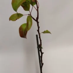 Set Van 4 Fruitbomen - 1 Appel, 1 Peer, 1 Kers, 1 Pruim - Hoogte 60cm - 9cm Pot - Mix A -Goedkope Groene Liefde Winkel 540x1200 6