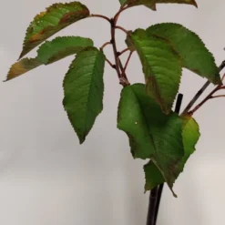 Set Van 4 Fruitbomen - 1 Appel, 1 Peer, 1 Kers, 1 Pruim - Hoogte 60cm - 9cm Pot - Mix A -Goedkope Groene Liefde Winkel 540x1200 7