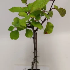 Set Van 4 Fruitbomen - 1 Appel, 1 Peer, 1 Kers, 1 Pruim - Hoogte 60cm - 9cm Pot - Mix A -Goedkope Groene Liefde Winkel 540x1200 8